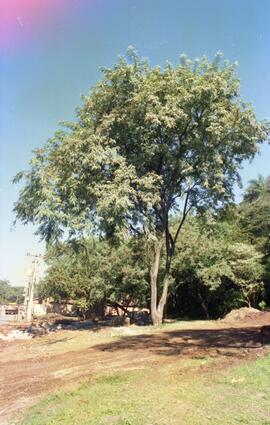 Foto 03
