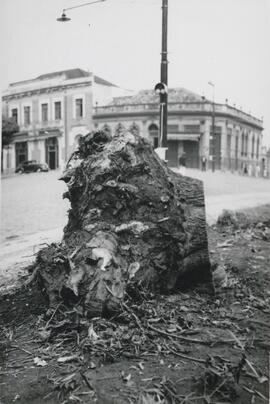 Derrubada de Árvores (1948)