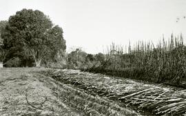 Foto 01