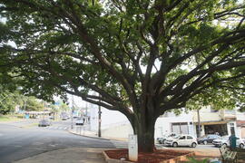 Árvore Sapucaia