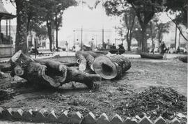 Derrubada de Árvores (1948)