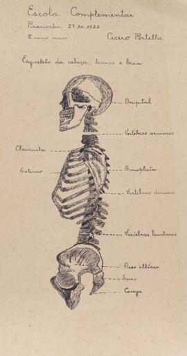 Cicero Portella - Esqueleto da cabeça, tronco e bacia